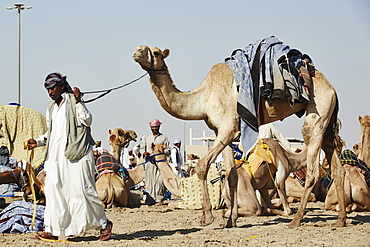 Camel Racing at Al Shahaniya race track, 20km outside Doha, Qatar, Middle East