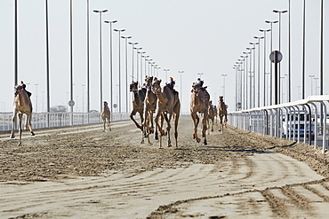 Camel racing at Al Shahaniya race track, 20km outside Doha, Qatar, Middle East