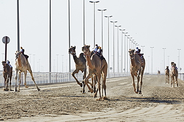 Camel racing at Al Shahaniya race track, 20km outside Doha, Qatar, Middle East