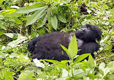 One of the older female Gorillas of the Band, is very relaxed in the rainforrest undergrowth of Volcanoes National Park, Rwanda and finds time to have a sleep. . Volcanoes National Park, Virunga mountains, Rwanda, East Africa