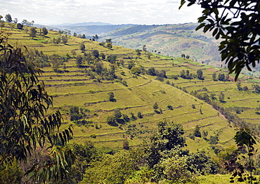 Known as the land of 1000 hills, Rwanda's countryside is reminiscent of a patchwork quilt of small manageable fields growing a variety of crops and agricultural terraces to utilise the land space available. Gitarama, Rwanda, East Africa