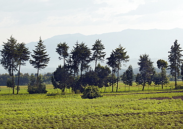 A thin row of trees border one of the fields cultivating crops in the Region of Volcanoes National Park.  The mountain range Silhouetted against the sky. Volcanoes National Park, Virunga mountains, Rwanda, East Africa