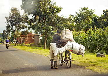 Rwandan worker balancing his load of fruit precariously on a push bike, in Ruhengeri region of Rwanda. Ruhengeri, Rwanda, East Africa