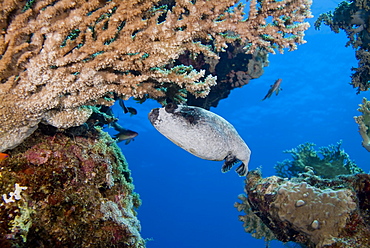 Masked Pufferfish (Arothron diadematus). Usually solo, seen here feeding on Acropora Sp. coral. Seen in large groups only during the breeding season. Found only in the Red Sea. Red Sea.