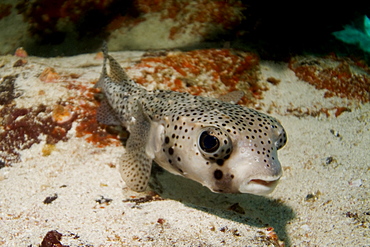 Porcupinefish - Diodon hystrix.  Galapagos, Pacific Ocean