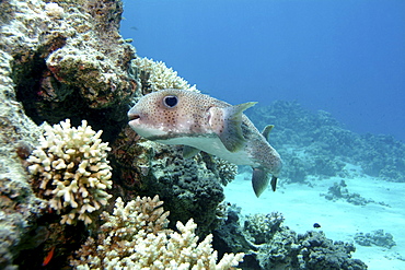 Porcupine fish (Diodon hystrix). Red Sea.