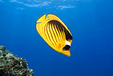 Striped Butterflyfish (Chaetodon fasciatus). Red Sea.