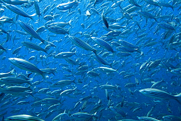 Black Striped Salema - Xenocys jessiae.  Galapagos, Pacific Ocean