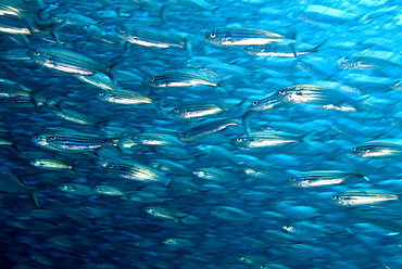 Black Striped Salema - Xenocys jessiae.  Galapagos, Pacific Ocean