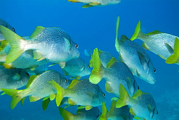 Burrito Grunt - Anisotremus interruptus.  Galapagos, Pacific Ocean