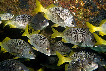 Burrito Grunt - Anisotremus interruptus.  Galapagos, Pacific Ocean