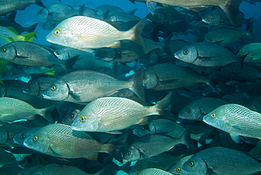 Galapagos Grunts - Orthopristis forbesi.  Galapagos, Pacific Ocean