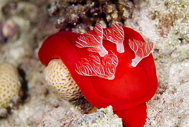 Spanish Dancer (Hexabranchus sanguineus) Spectacular and largest of the nudibranchs (naked gills) and are reported to reach up to 50 cms in length. Nocturnal. Red Sea.