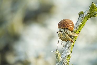 Hermit crab on branch. Galapagos.   (rr) 