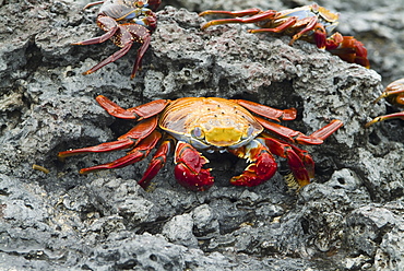 Sally lightfoot crab (Grapsus grapsus). Galapagos.  