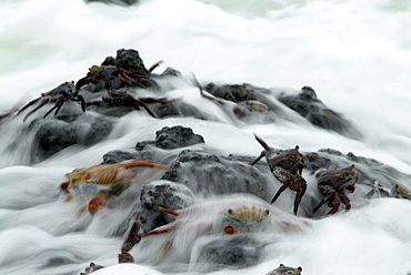 Sally lightfoot crab (Grapsus grapsus). Galapagos.