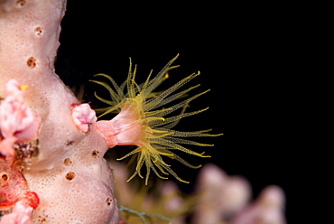 Orange Cup Coral. Red Sea.