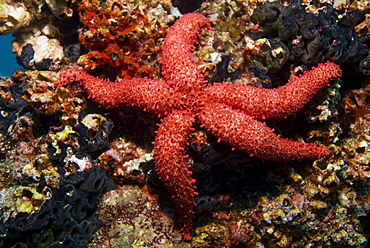 Mythrodia bradleyi, bradley star.  Galapagos, Pacific Ocean