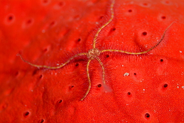 Brittlestar. Red Sea.