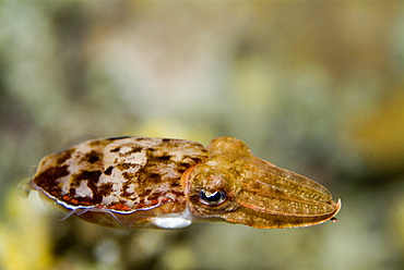 Hooded Cuttlefish (Sepia prashadi). Red Sea.