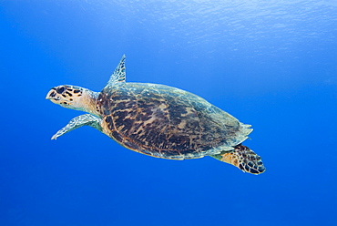 Hawksbill Sea Turtle (Eretmochelys imbricate) Swimming, Coastal reef, Sinai Penninsula, Red Sea.