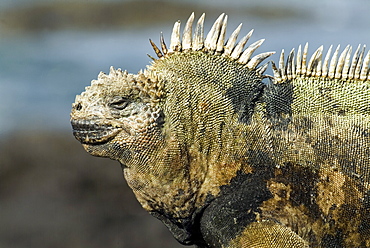 Galapagos marine iguana (Amblyrhynchus cristatus). Galapagos.   (rr) 