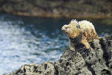 Galapagos marine iguana (Amblyrhynchus cristatus). Galapagos.   (rr) 