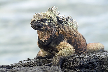 Galapagos marine iguana (Amblyrhynchus cristatus). Galapagos. 