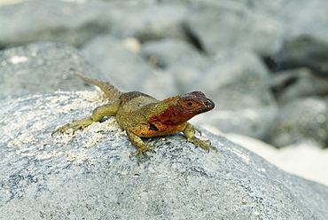 Galapagos lava lizard (Microlophus albemarlensis). Galapagos.   (rr)