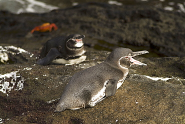 Galapagos penguin (Spheniscus mendiculus). Galapagos.   (rr)