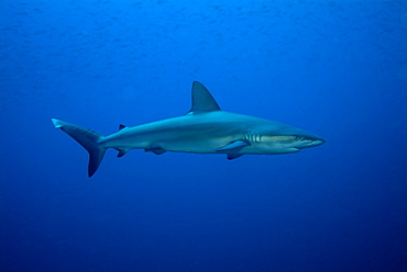 Galapagos shark - Carcharhinus galapagensis.  Galapagos, Pacific Ocean