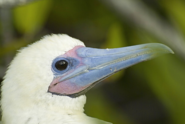 Red-footed booby (Sula sula). Galapagos.   (rr) 