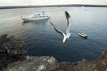 Nazca booby (Sula dactylatra) launching from cliff over boat. Galapagos.   (rr)   