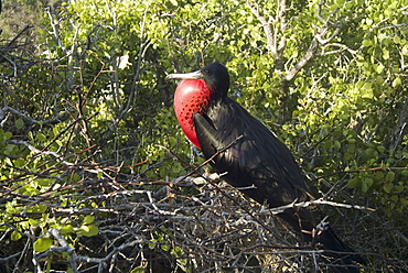 Magnificent frigatebirds (Fregata magnificens). Galapagos. 