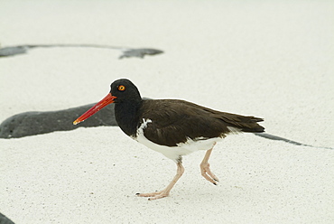 Galapagos oystercatcher (Haematopus palliatus). Galapagos.   (rr) 