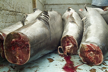 Various types of billfish. Uncontrolled fishing in Ecuador. 