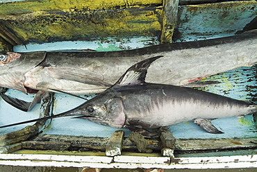 Various types of billfish. Uncontrolled fishing in Ecuador.