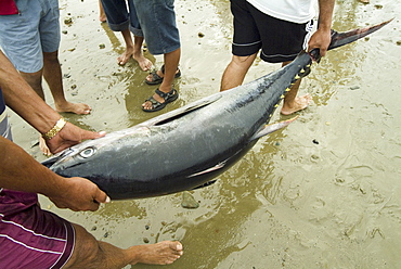 The yellowfin tuna (Thunnus albacares). 