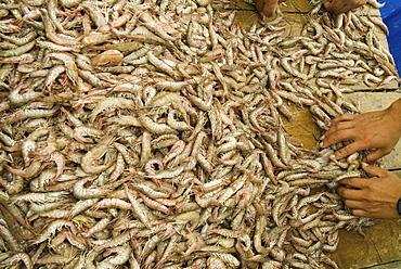Prawns.    (rr)