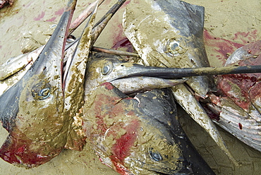 Various types of billfish. Uncontrolled fishing in Ecuador.