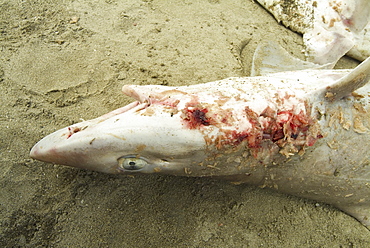 Species not identified. Shark fishing practices, Ecuador.