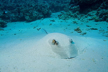 Feathertail Stingray (Pastinachus sephen). Red Sea.