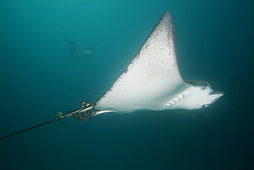 Eagle ray - Aeobatus narinari.  Galapagos, Pacific Ocean