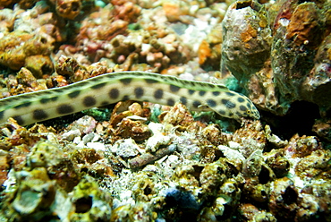 Tiger Snake Eel - Myrichthys tigrinus - burrowing amongst bottom debris, in this image can be seen with a small crab in it's mouth.  Galapagos, Pacific Ocean