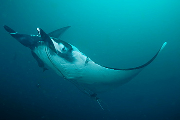 Pelagic Manta Birostris or Giant Manta Ray. Ecuador. 