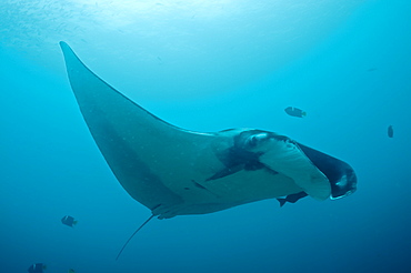 Pelagic Manta Birostris or Giant Manta Ray. Ecuador.