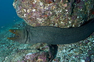 Gymnothorax castaneus, panamic green moray. 