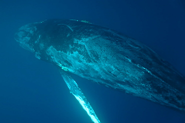 Humpback Whale, Megaptera novaeangliae. Ecuador