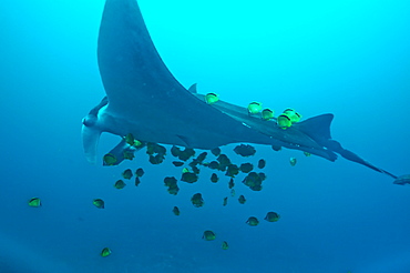 Manta Birstris showing cleaning station activity. Observations part of project elasmo, conservation project in Ecuador. 