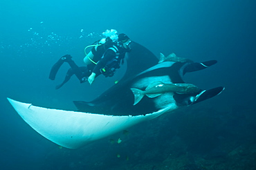 Manta birostris and diver. Ecuador